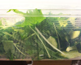 水菜とキュウリの漬物(白だしで)作り方2写真