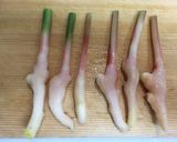 谷中生姜の肉巻きフライ　おつまみに！作り方2写真