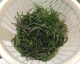【大量消費】シソとチーズのカリカリチヂミ作り方1写真