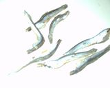 茄子といりこの炊いたん作り方1写真