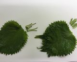 超簡単！豚バラ薄切り肉の青しそ巻き作り方3写真