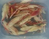 みょうが風味☆切干大根と鶏もも肉の炒め物作り方3写真