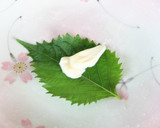 しそといりこのマヨネーズはさみ揚げ作り方2写真