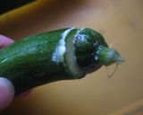食べすぎ注意！スティックきゅうり作り方1写真