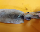 旬★丸ごと【スルメイカの生姜照り煮】作り方3写真