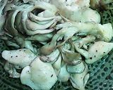 ササミ舞茸チーズ焼き作り方3写真