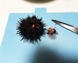 殻付き活海胆 ウニ丼作り方1写真