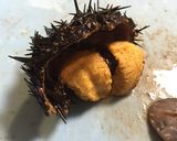 殻付き活海胆 ウニ丼作り方5写真