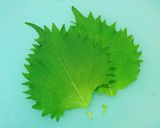 大葉の辛味漬け作り方1写真