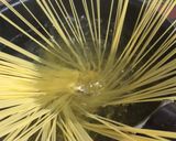 本格♡トマトと魚介の冷製パスタ作り方12写真