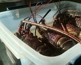 伊勢海老の保存方法作り方7写真