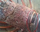 伊勢海老のさばき方作り方1写真