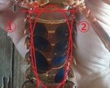 伊勢海老のさばき方作り方3写真