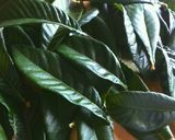 手づくり枇杷の葉茶(*^^*)癌予防に…作り方1写真