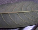 手づくり枇杷の葉茶(*^^*)癌予防に…作り方2写真