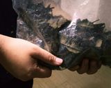 手づくり枇杷の葉茶(*^^*)癌予防に…作り方6写真