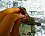 カサゴの丸ごとから揚げ♪作り方12写真