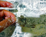 カサゴの丸ごとから揚げ♪作り方21写真