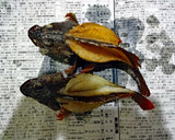 カサゴの丸ごとから揚げ♪作り方28写真