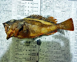 カサゴの丸ごとから揚げ♪作り方26写真