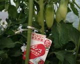 トマトケチャップの作り方作り方11写真