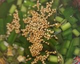 ニラとワカメとネギのスープ♪焼飯のおとも作り方4写真