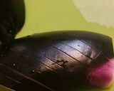 茄子の冷たい煮浸し❄秋からは熱々で作り方2写真