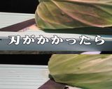 美味ドレのジャンボベンリナーの使い方後編作り方4写真