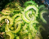 さっぱり☆ゴーヤとトマトの中華風おひたし作り方3写真