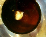 カリカリ揚げたこ焼きの甘辛和え作り方3写真