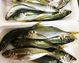 超簡単☆酢生姜で豆アジの南蛮漬け作り方1写真