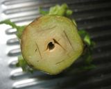 これで長持ち！ブロッコリーの冷蔵保存法作り方4写真