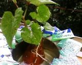 可愛いよ☆さつま芋ちゃんの葉っぱ作り方3写真