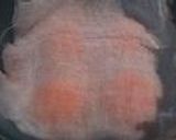黄身の味噌漬け作り方4写真