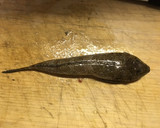 メゴチのさばき方（天ぷら・唐揚げ用）作り方1写真