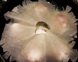 アボカドとコンフレークの肉巻きトマト蒸し作り方8写真
