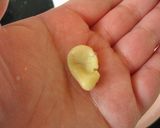 きゅうりで食べたい手作り味噌作り方2写真