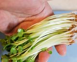 見栄え悪いけど美味し！かいわれシーチキン作り方3写真