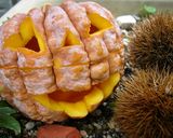 かぼちゃおばけ☆ハロウィンにいかが？作り方5写真