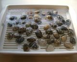 コク深く・・・アサリ汁作り方1写真