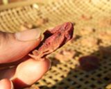 タネなし干し梅作り方11写真