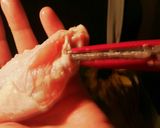 真似して！子供の為に手羽先の骨抜き処理！作り方1写真