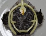 仮面ライダー ゴースト 英雄 キャラ弁作り方23写真