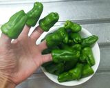 ちびピーマンの肉詰め&ちびキャベロール♪作り方7写真
