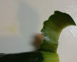 タコときゅうりの冷製ペペロンチーノ♪作り方1写真