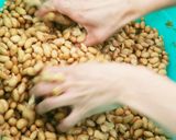 簡単美味しい!!!手作り味噌の作り方作り方9写真