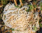 ゴーヤひき肉入りソーメンチャンプル作り方5写真