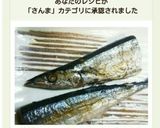 簡単！フライパンDE秋刀魚の塩焼き♪作り方8写真