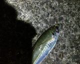今が旬！釣りから始めるアジフライ！作り方1写真