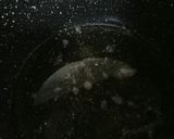 簡単なのにうまさにびっくりな自家製ぽん酢作り方1写真
